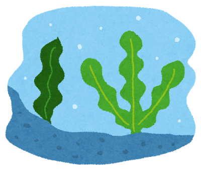 ワカメを食べると毛が生える!? ワカメを食べると毛が生える!?