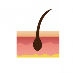 頭皮の断面図 頭皮の断面図