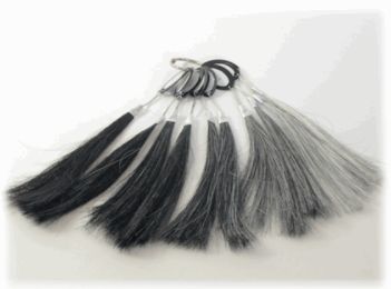 かつらの白髪見本 かつらの白髪見本